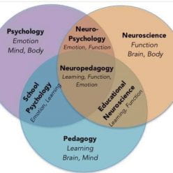 Cook's Independent Tutoring, Coaching, & Consulting, LLC.  What is neruopedagogy? Neuropedagogy as a scientific  discipline: interdisciplinary description of the theoretical basis for  the development of an educational research field of the mind, brain and  body; Basically, it is when science and education meet, and whose scientific aims are to learn how to stimulate new zones of the brain and  create connections. It also merges neuroscience, education, and  psychology including (w)holism.